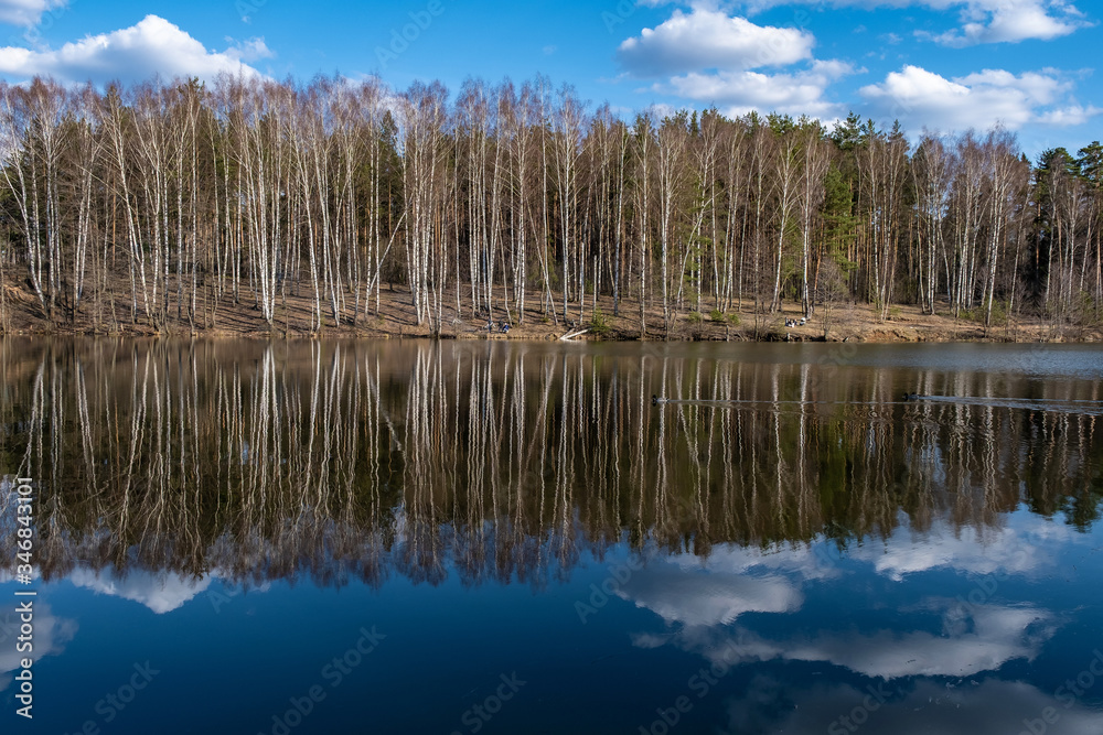 Tall white trunks of birches on the river bank and their reflection in the water.
