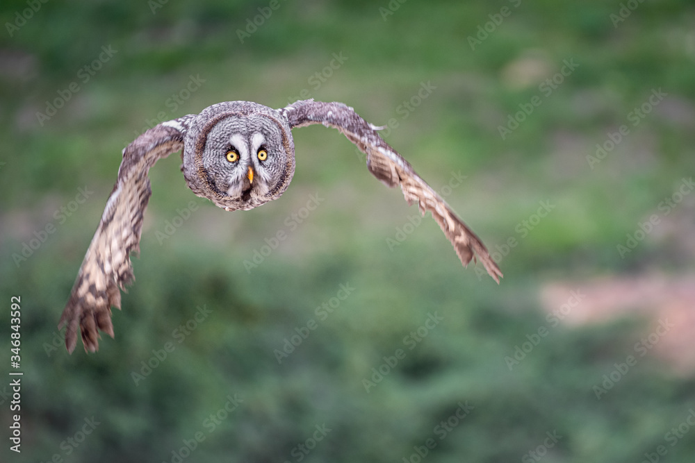 Obraz premium Chouette Lapone en vol