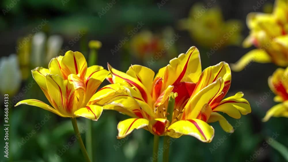 Close up of yellow and red tulips in bright spring sunshine moving in the wind