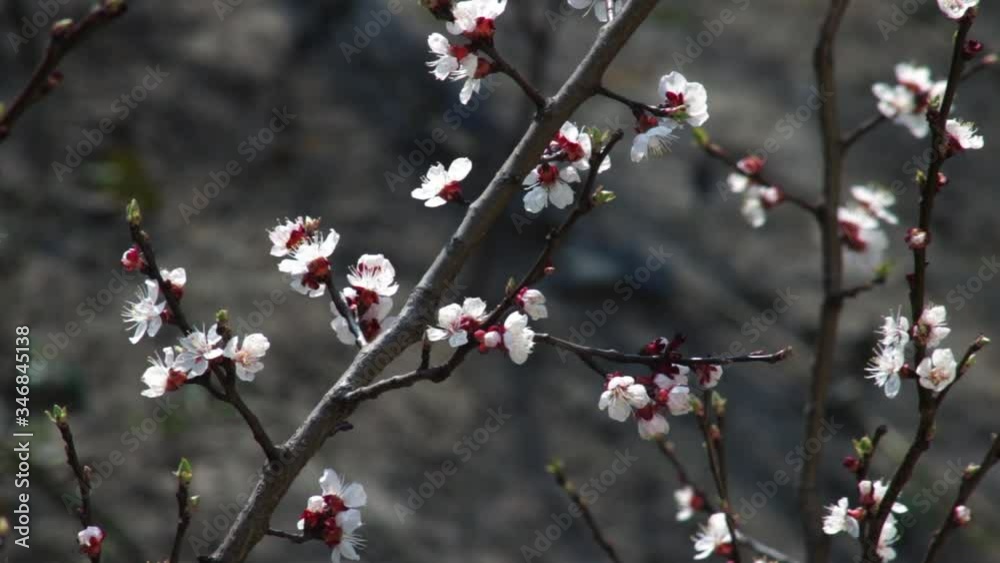 beautiful aromatic apricot tree flowers on twigs in fruit garden on nice spring day close view beautiful aromatic apricot tree flowers on twigs in fruit garden on nice spring day close view