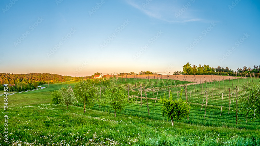 Bavarian Sunset with a hop garden at the foreground during Spring time