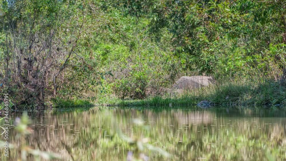 Kanha National Park, India. Landscape with a river and forest trees. Kanha National Park, India. Landscape with a river and forest trees.