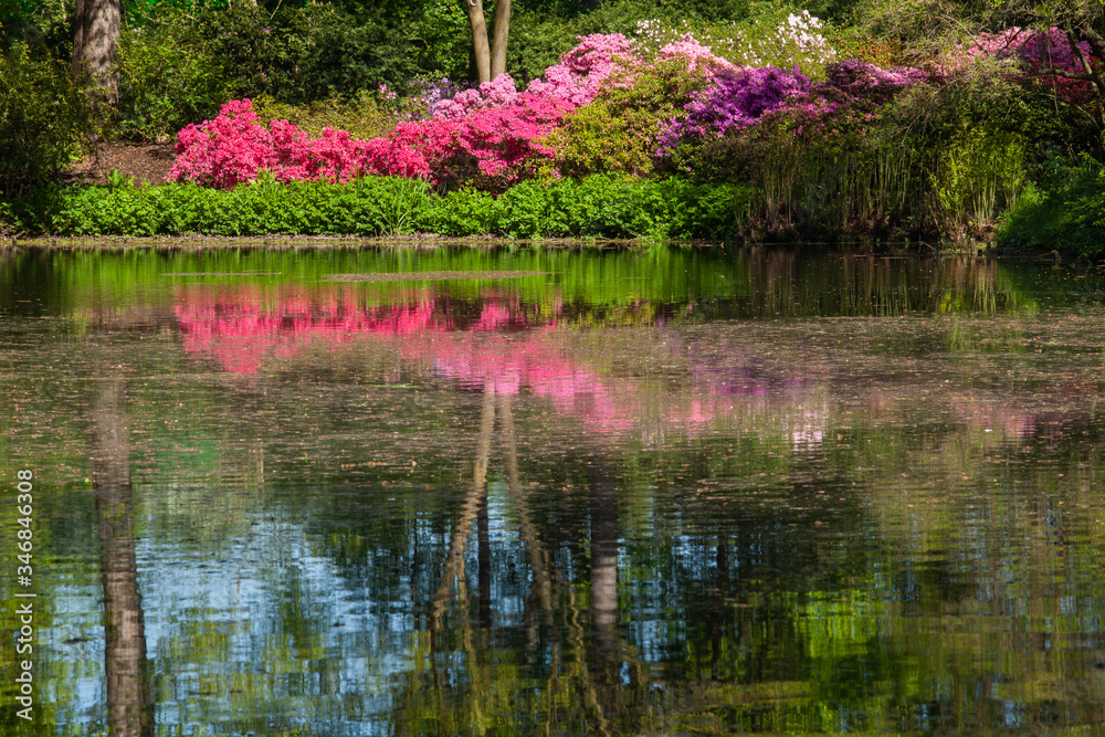 Spring landscape with pond and Rhododendron flowers. Spring landscape with pond and Rhododendron flowers.