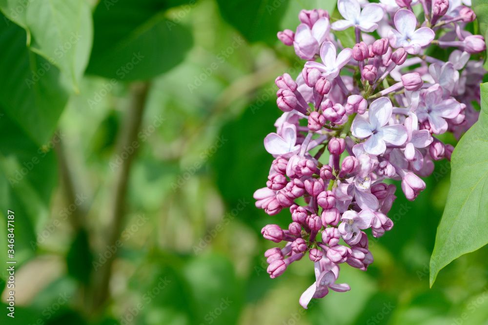 common lilac flowering in the garden in springtime