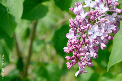 common lilac flowering in the garden in springtime