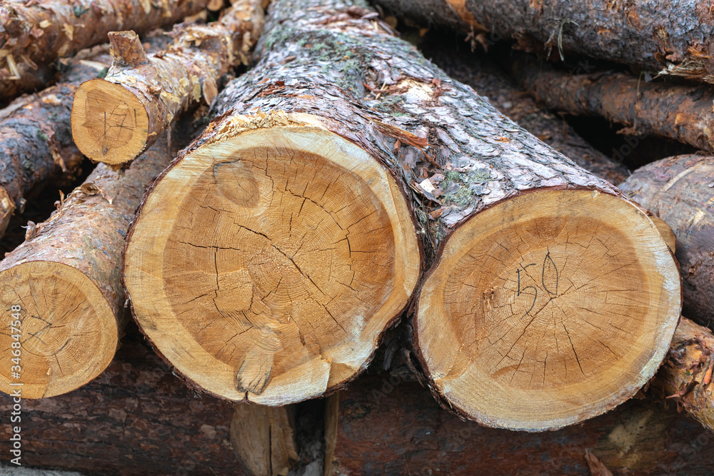 Wooden natural sawn logs as background, top view