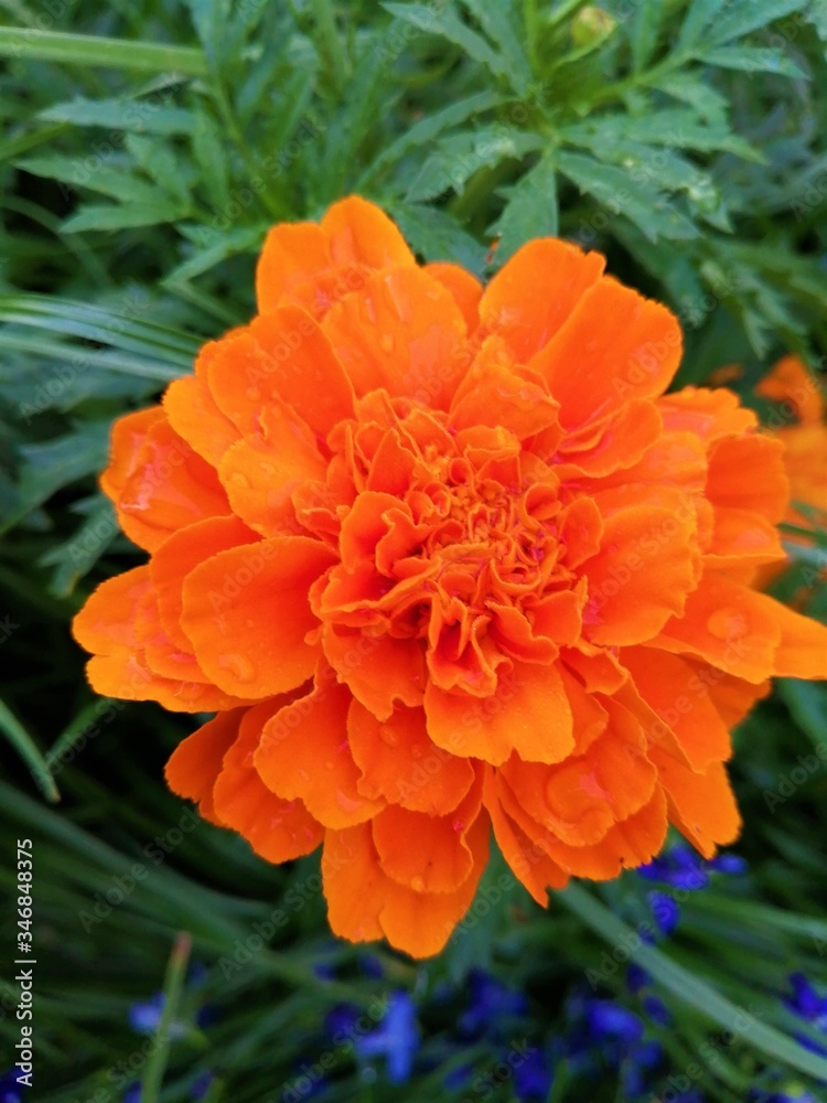 orange flower in garden orange flower in garden