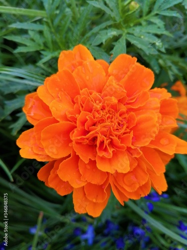 orange  flower in garden