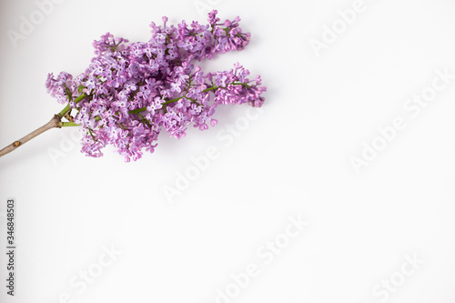 lilac branch on a white background in the corner