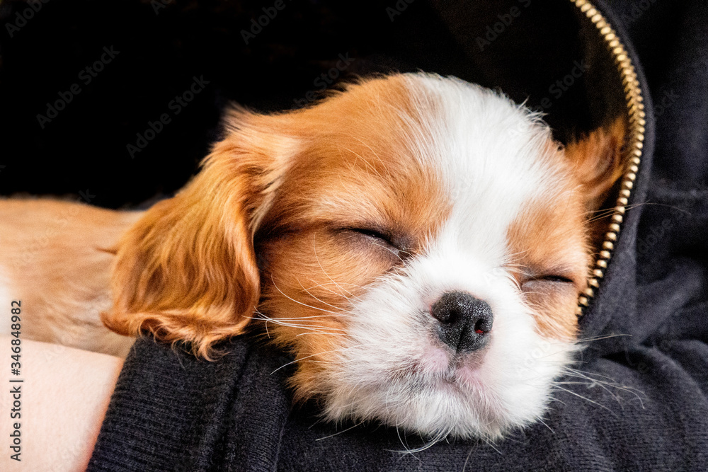 Portrait purebred cute puppy Cavalier King Charles Spaniel sleeps in arms of girl, close-up, selective focus