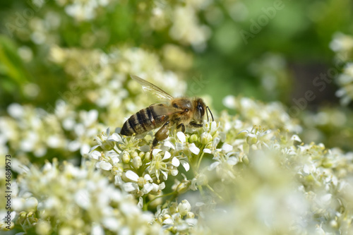 Honey bee collecting nectar on wild white flowers, Honey Bee pollinating wildflowers on meadow © Ivan