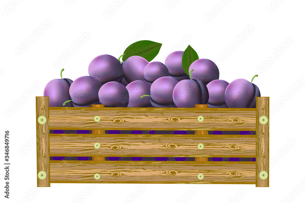 Plums in box isolated on white background. Crate of juicy plums. Eco farm, market, transportation. Bountiful harvest. Heap of ripe. For label, package, poster, banner, icon. Stock vector illustration Plums in box isolated on white background. Crate of juicy plums. Eco farm, market, transportation. Bountiful harvest. Heap of ripe. For label, package, poster, banner, icon. Stock vector illustration