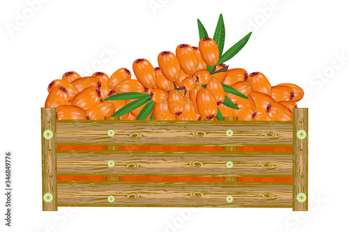 Sea buckthorn in box isolated on white background. Crate of juicy sea buckthorn. Eco farm, market, transportation. Bountiful harvest.For label, package, poster, banner, icon. Stock vector illustration