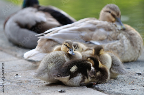 Baby mallard ducks huddled near their parents. © Michael Sierdzinski