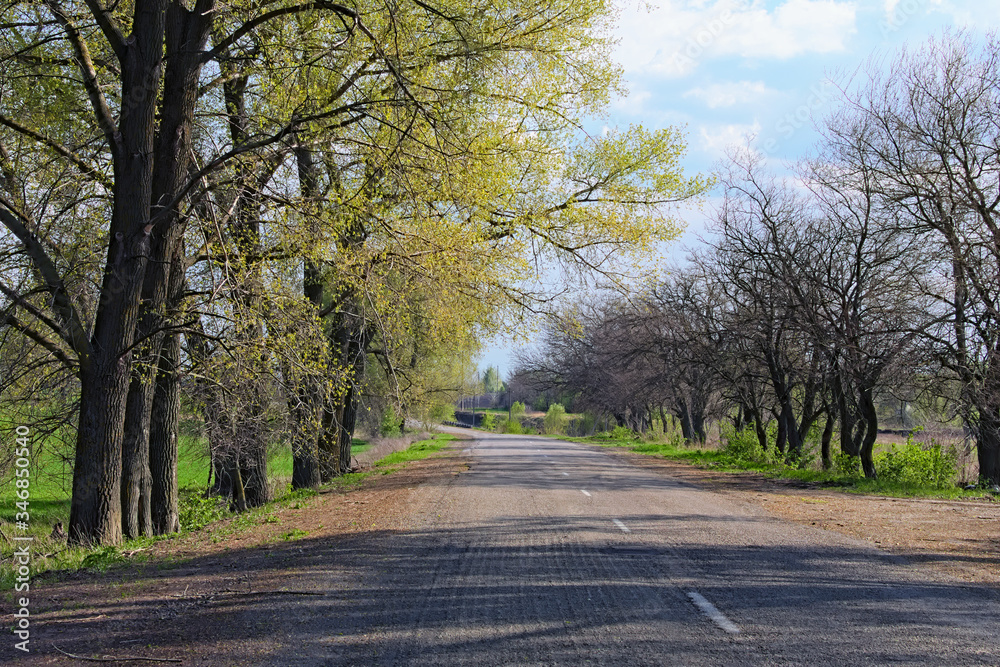 Astonishing rural landscape of empty asphalt road with trees in spring sunny day. Blue sky with white clouds in the background. Concept of landscape and nature. Ukraine