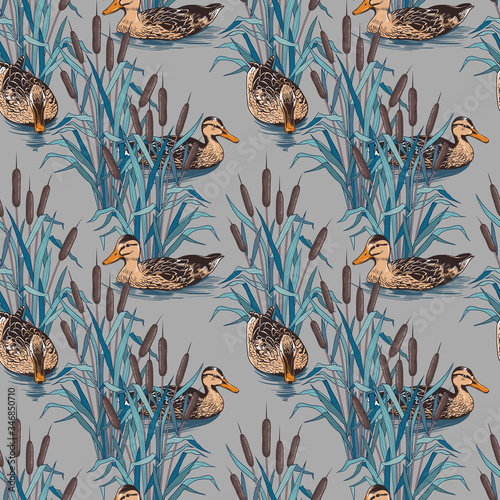 .Wild ducks in the thickets of  bulrush . Hand drawn colored seamless pattern. Vector vintage .illustration.