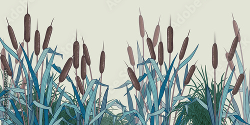 .Bulrush and herbs . Vector backdrop , panel.  Landscape with river or lake with plants. Vector illustration.