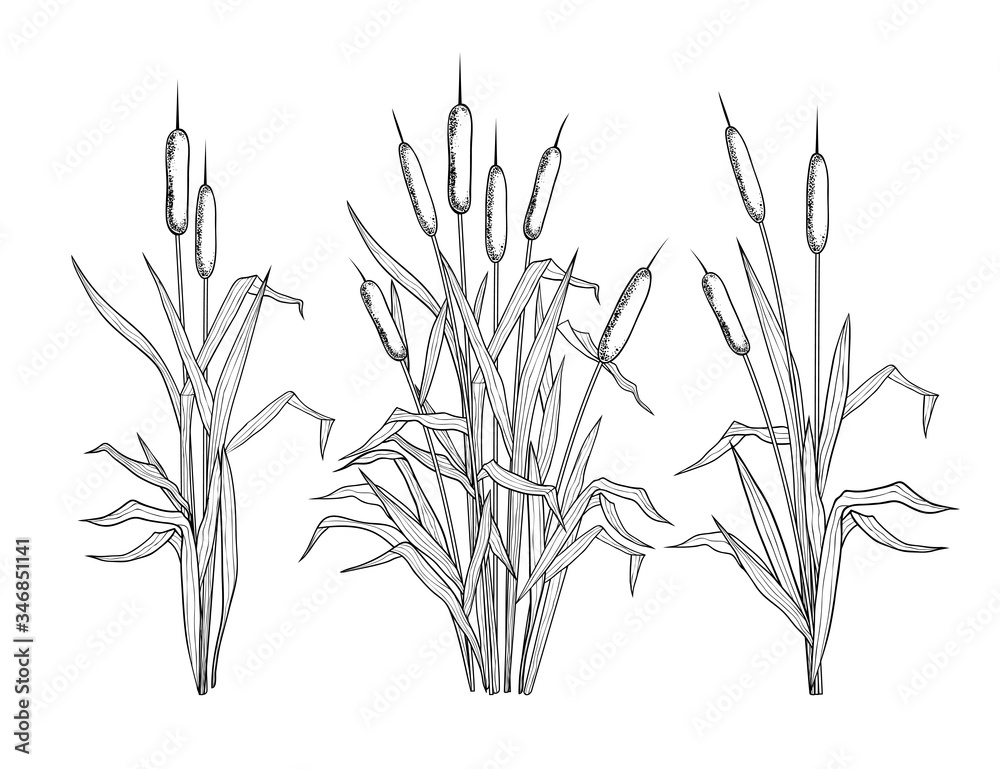 Obraz premium . Set of various linear images of bulrush. Black and white clipart.Vector templates of various narrowleaf cattails. Illustration of nature.