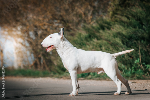 Bull terrier show dog posing outside. Standart bullterrier standing.