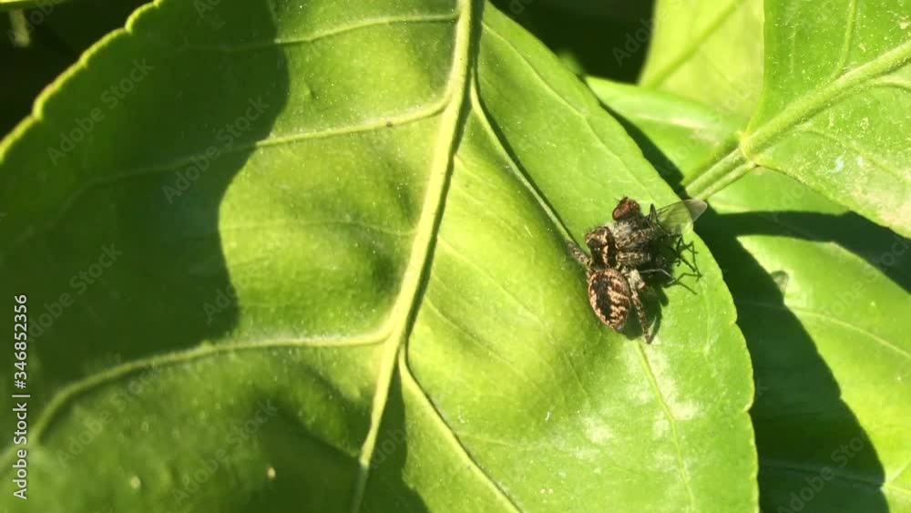 A spider catching an insect