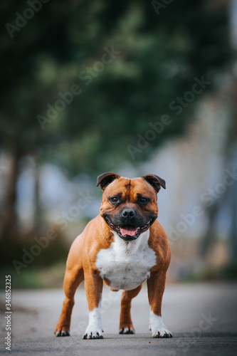 Staffordshire bull terrier in action photography outside.  © Evelina