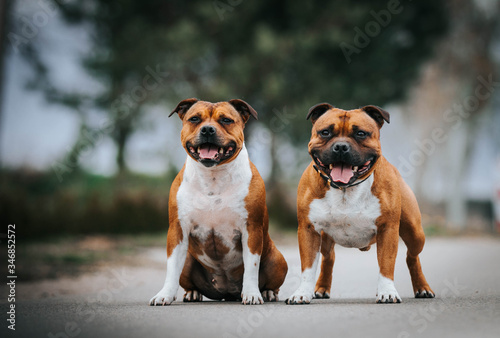 Staffordshire bull terrier dog photography outside.  photo