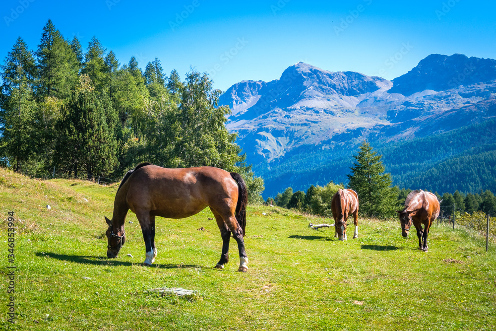 Near Lake Sils and the village of Sils in the Upper Engadine Valley (Graubünden, Switzerland) three brown horses are grazing in green fields on a sunny September morning