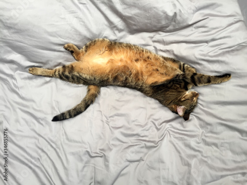 A grey tabby cat lies on a grey background. A lazy kitten sleeps on its back with its russet belly up.  photo