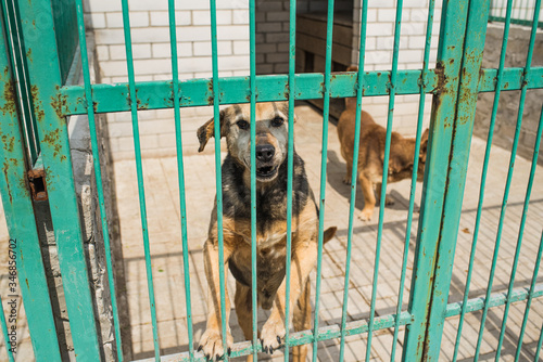 Homeless dog behind bars of a dog shelter.