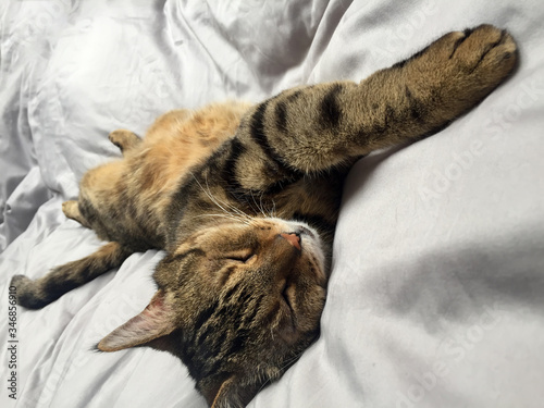 A grey tabby cat lies on a grey background. A lazy kitten sleeps on its back with its russet belly up.  photo