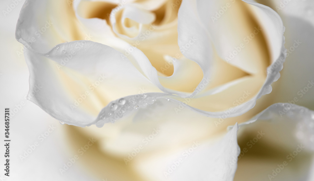 Dew on the petals of a white rose. Fresh flowers in a summer cottage Dew on the petals of a white rose. Fresh flowers in a summer cottage
