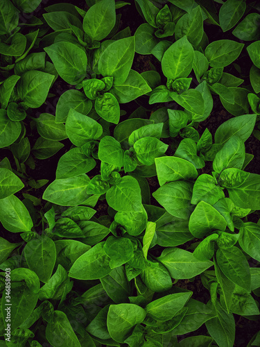 Wallpaper Mural Seedlings of vegetables in a film greenhouse. Torontodigital.ca
