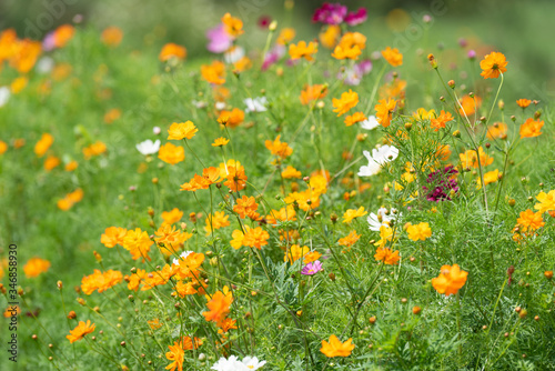 field of yellow flowers, bee friendly cosmos