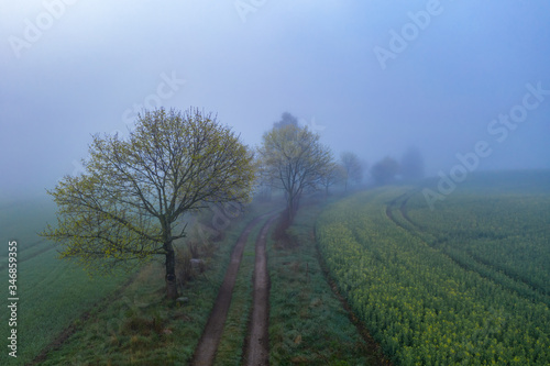 Fototapeta Naklejka Na Ścianę i Meble -  Mgła drzewa i rzepak