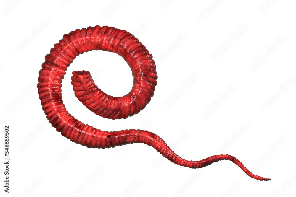 Obraz premium Dracunculus medinensis First-Stage Larva