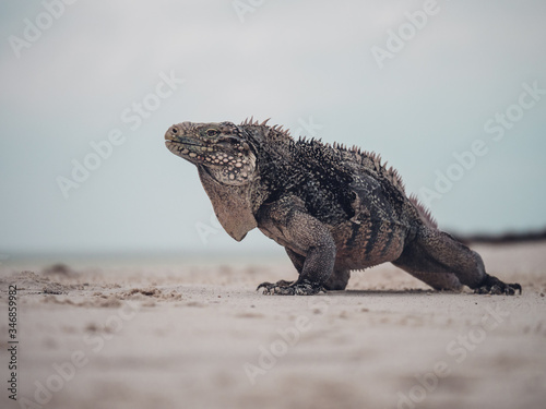 Fotografi Leguan Eidechse