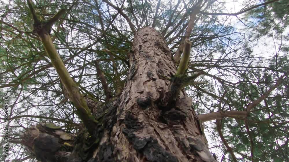 forward slow motion by tree trunk forward slow motion by tree trunk