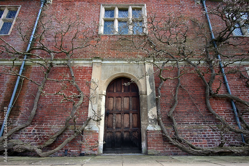 ivy up wall ivy up wall