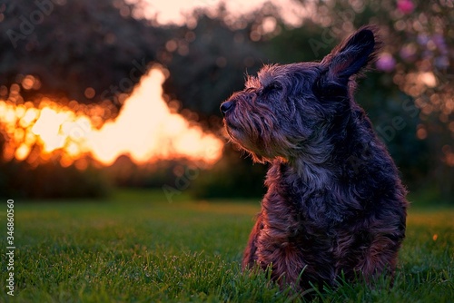 sunset dog