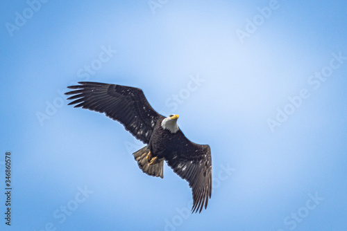 eagle in flight