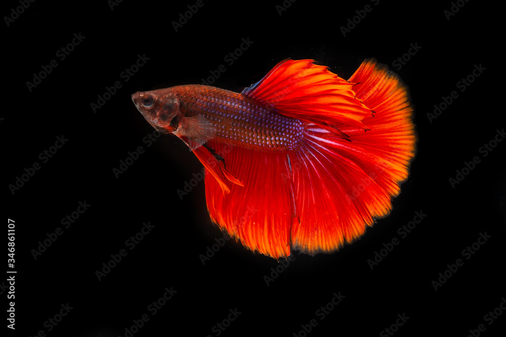 Red half moon fighting fish on a black background