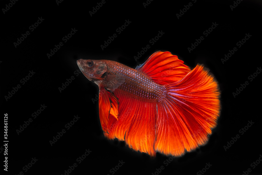 Red half moon fighting fish on a black background Red half moon fighting fish on a black background