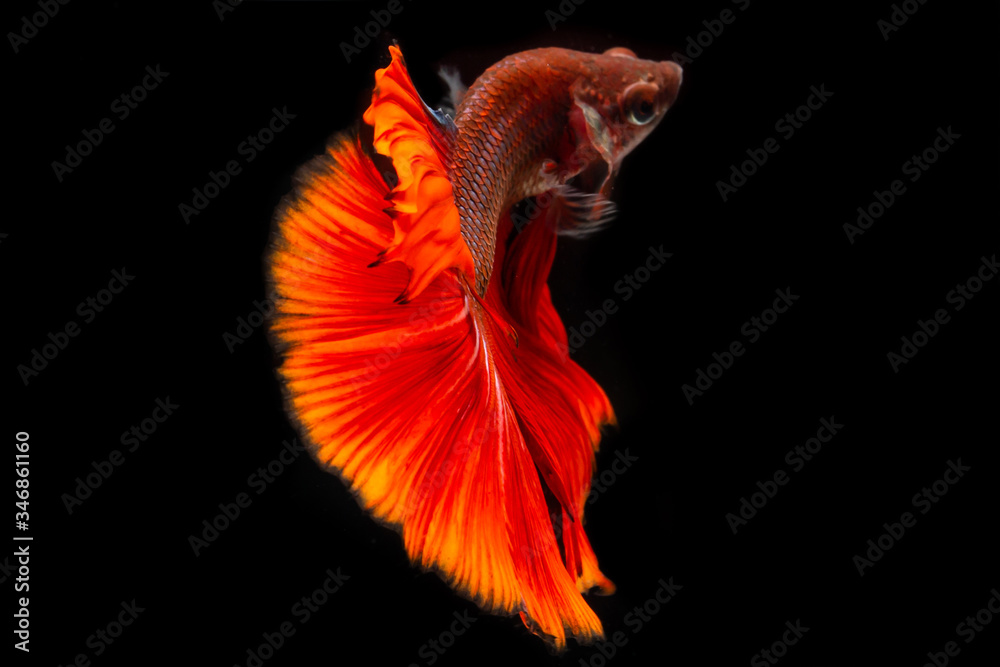 Red half moon fighting fish on a black background