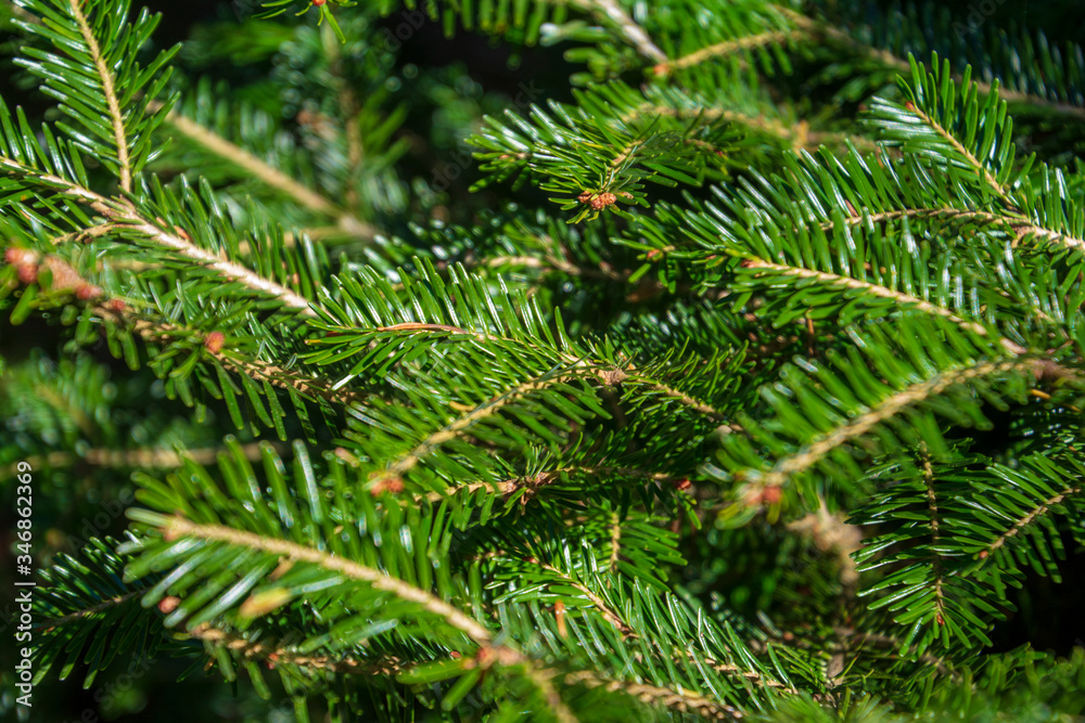 Background of Christmas tree branches, pine tree, branches of spruce Background of Christmas tree branches, pine tree, branches of spruce