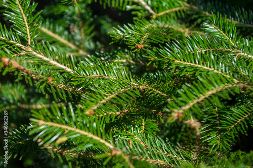 Background of Christmas tree branches, pine tree, branches of spruce