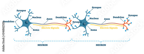 Neuron network example diagram, vector illustration photo