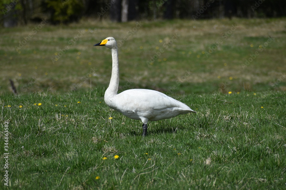 Whooper swan eating on a field. Wonderful when I was meeting it. Just had a look at each other and it continued to eat in all calmness. Nature is just great. Whooper swan eating on a field. Wonderful when I was meeting it. Just had a look at each other and it continued to eat in all calmness. Nature is just great.