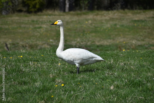 Whooper swan eating on a field. Wonderful when I was meeting it. Just had a look at each other and it continued to eat in all calmness. Nature is just great.
