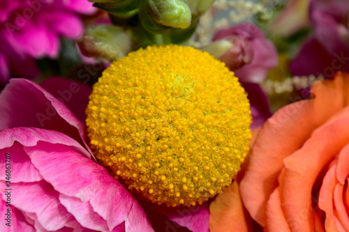 Craspedia in einem Blumenstrauß photo