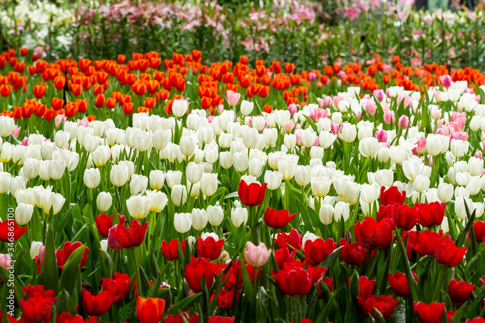 Close up of colorful tulip flowers blossom on springtime in flower garden